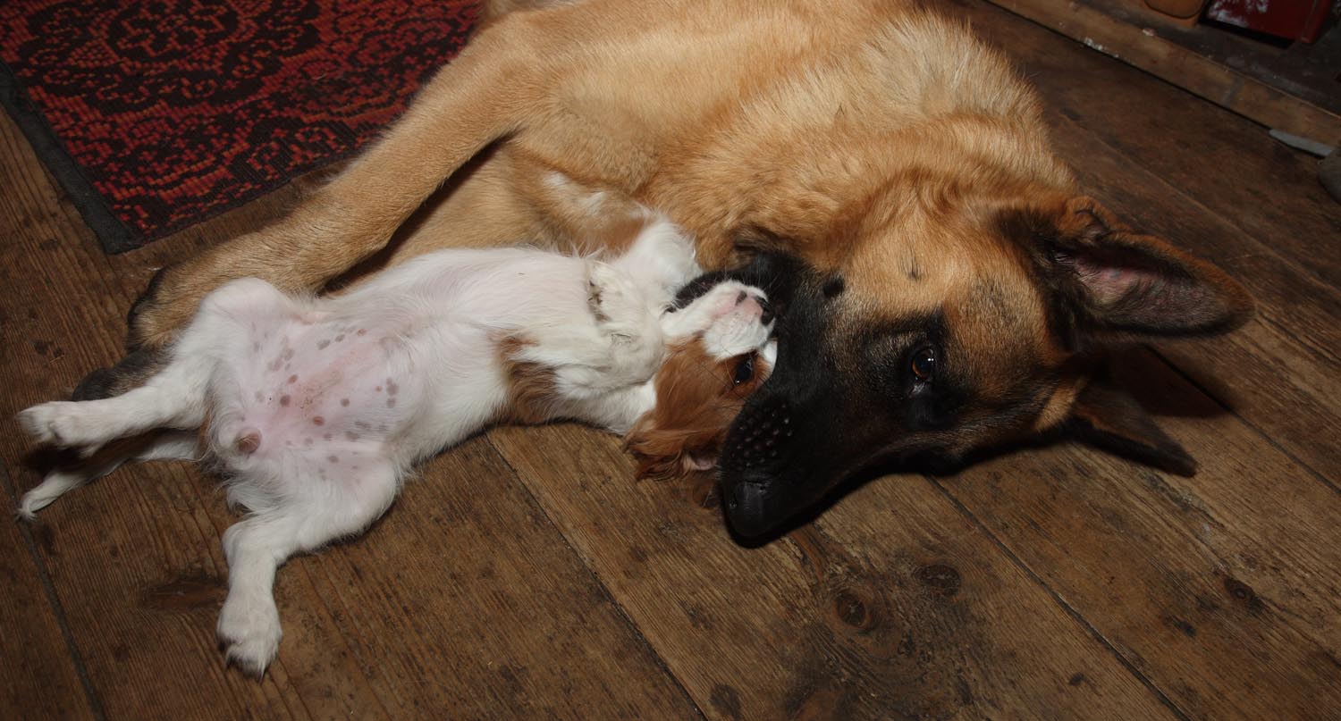 nova mama1
